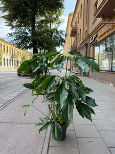 Philodendron Funny bunny