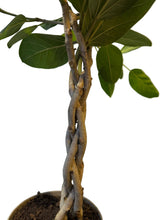 Translation missing: lt.sections.featured_product.gallery_thumbnail_alt