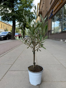 Olea Europea