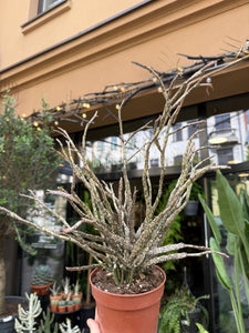Euphorbia platyclada
