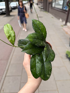 Vaškuolė Hoya Crassipetiolata splash round leaf