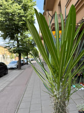 Translation missing: lt.sections.featured_product.gallery_thumbnail_alt