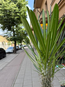 Pachypodium Lamerei Tukvis (Madagaskaro palmė)