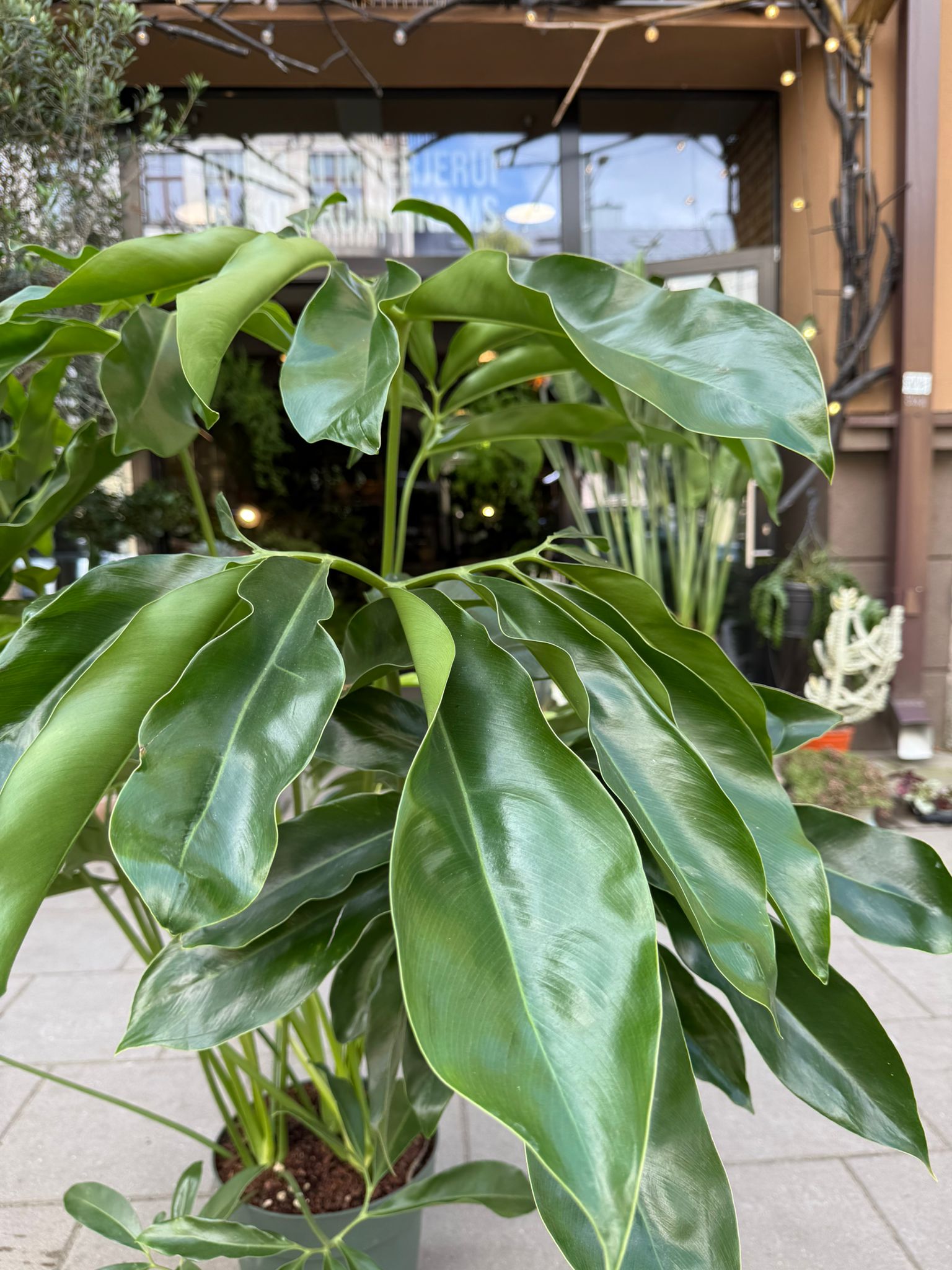 philodendron funny bunny Philodendron Funny bunny – Gipsygarden
