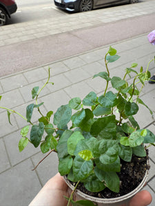 Vijoklinis fikusas Ficus Pumila