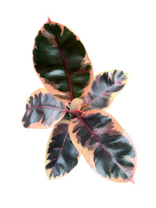 Ficus elastica Belize 110cm 3 pcs.