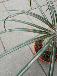Pachypodium Gaeyi Aukštasis Tukvis 35cm