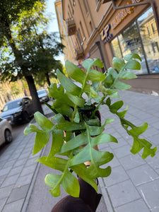Epiphyllum Chrysocardium
