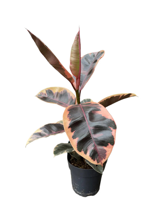 Ficus elastica Belize 110cm 3 pcs.