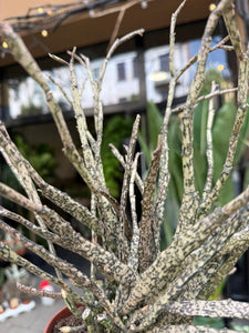 Euphorbia platyclada