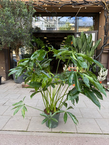 Philodendron Funny bunny