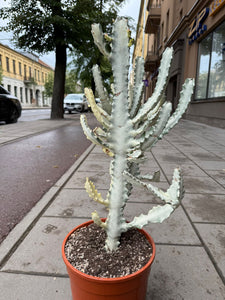 Euphorbia Lactea White Ghost
