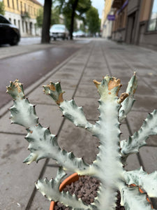 Euphorbia Lactea White Ghost
