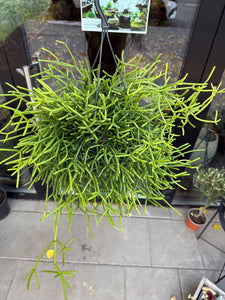 Rhipsalis Heteroclada