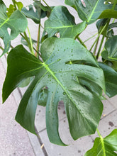 Translation missing: lt.sections.featured_product.gallery_thumbnail_alt