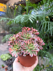 Ramdis Aeonium Sweet Tea