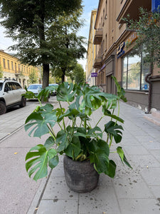 Monstera deliciosa