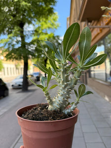Pachypodium densiflorum