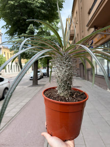 Pachypodium Gaeyi Aukštasis Tukvis 35cm