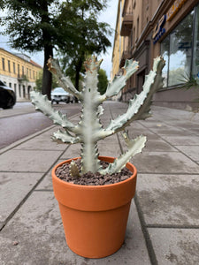 Euphorbia Lactea White Ghost