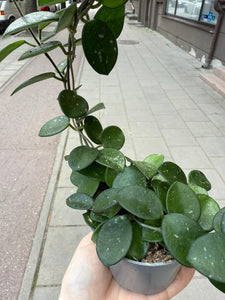 Hoya Mathilde