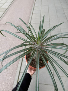 Pachypodium Gaeyi Aukštasis Tukvis 35cm