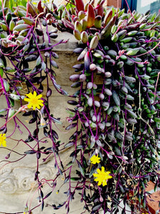 Senecio Royal flush or Othona Capiensis