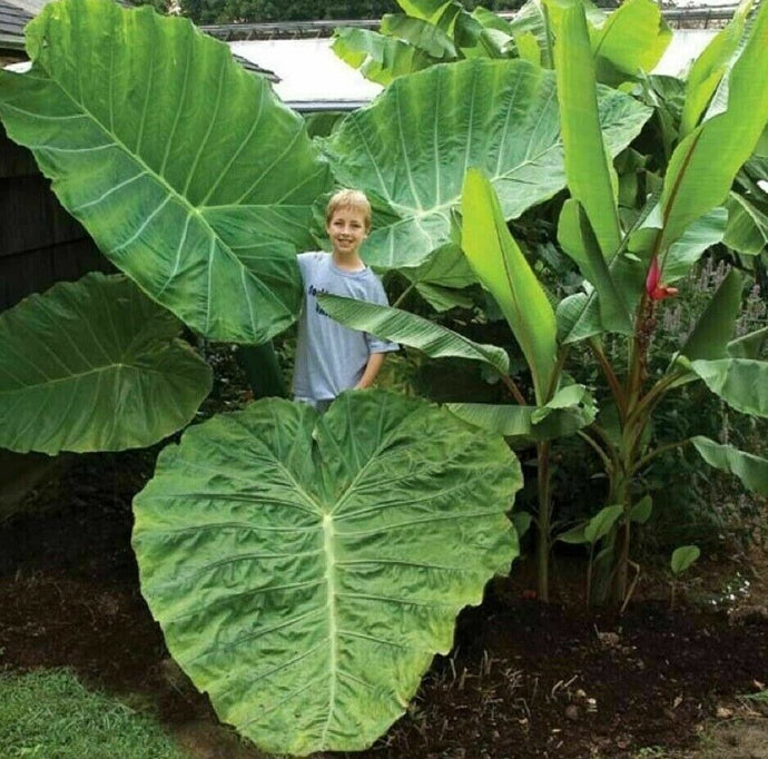 COLOCASIA ESCULENTA (ELEPHANT EAR) 'BLACK MAGIC'