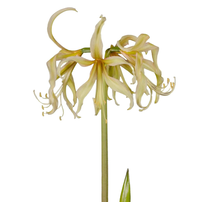 Meilenis Hippeastrum Sonatini Safron