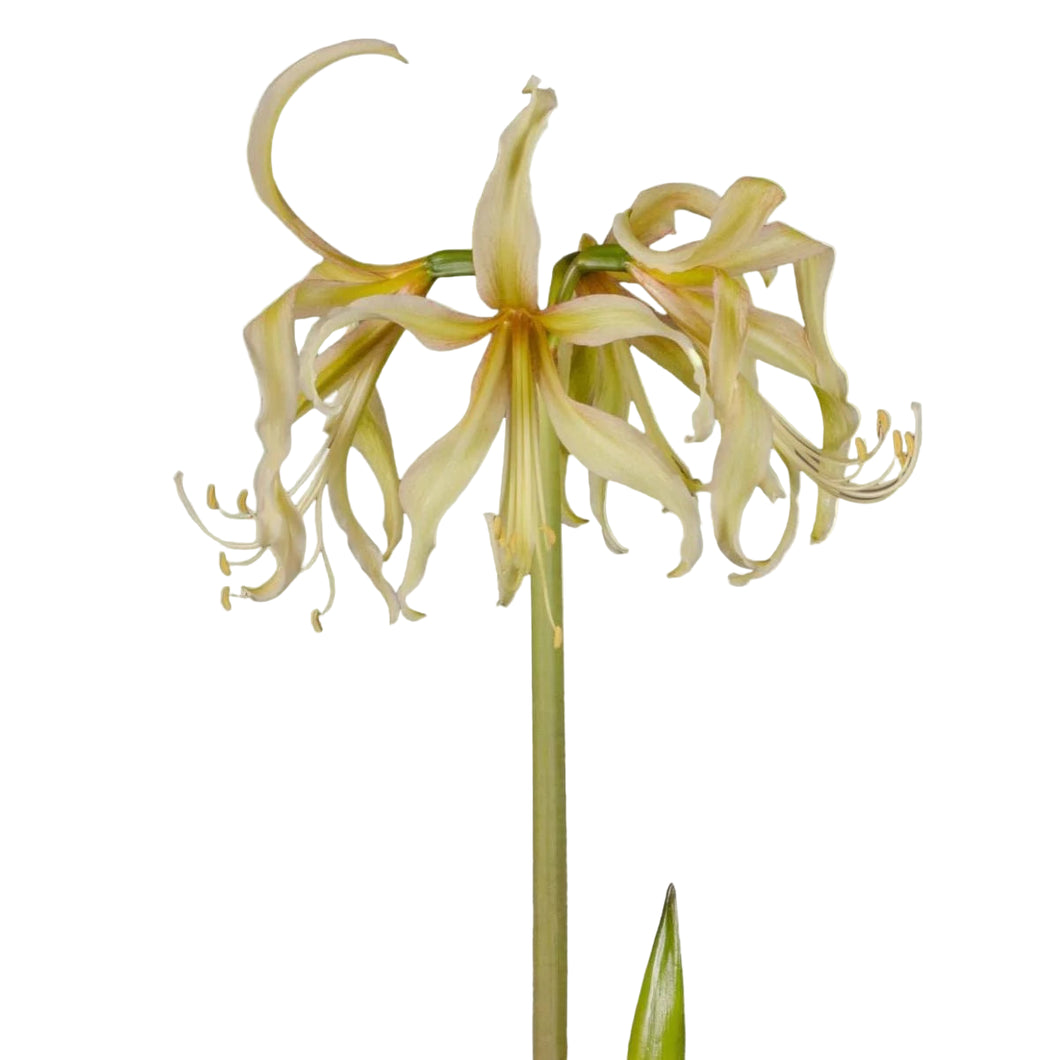 Meilenis Hippeastrum Sonatini Safron