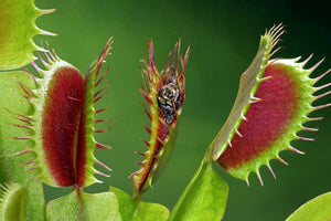 Dionaea muscipula Sensitive flycatcher