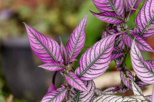Strobilanthes Dyeriana