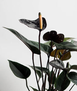 Antūris Anthurium Black love