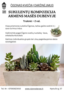 Daržinėjimai - Sukulentų kompozicija akmens masės dubenyje