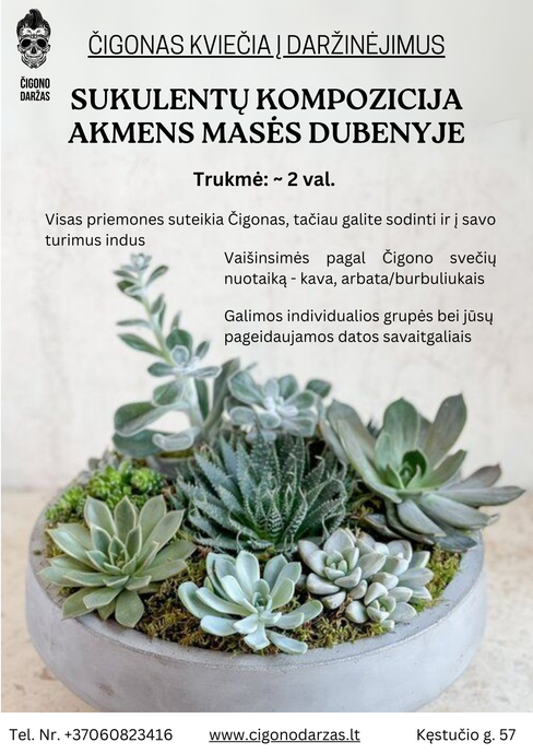 Daržinėjimai - Sukulentų kompozicija akmens masės dubenyje