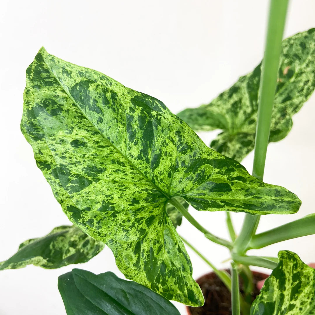 Syngonium Mottled Singonis – Gipsygarden