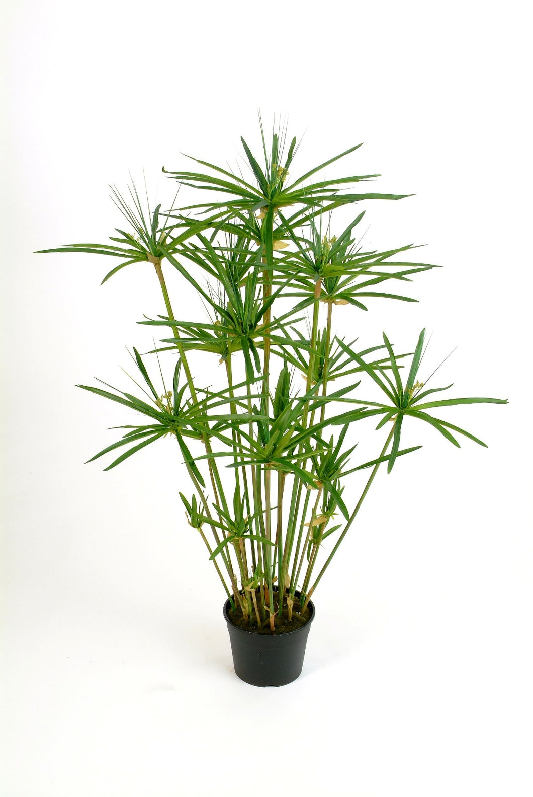 Cyperus alternifolius gracilis