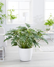 Translation missing: lt.sections.featured_product.gallery_thumbnail_alt