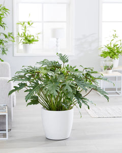 Philodendron xanadu