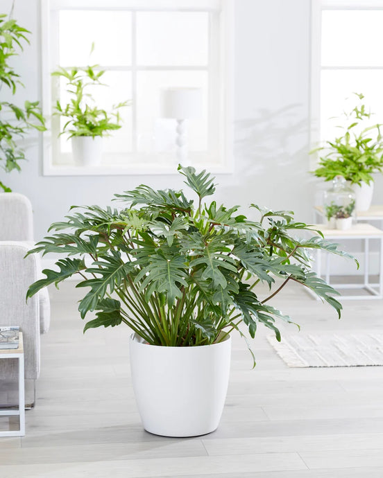 Philodendron xanadu