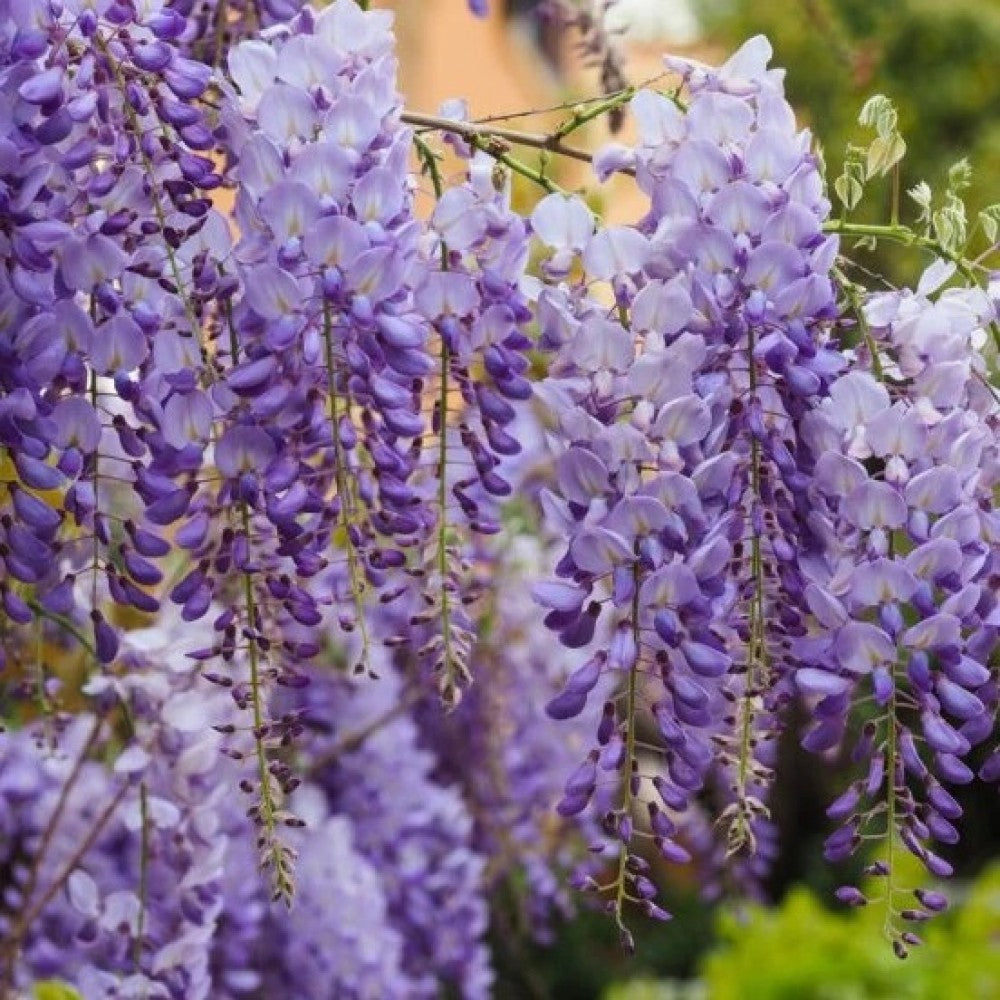 Wisteria sinensis Prolific
