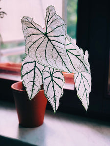 Caladium White Christmas