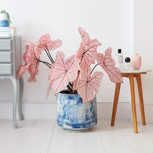 Caladium Spring Fling