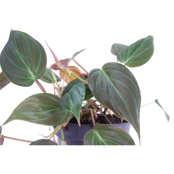 Philodendron scandens subsp. micans