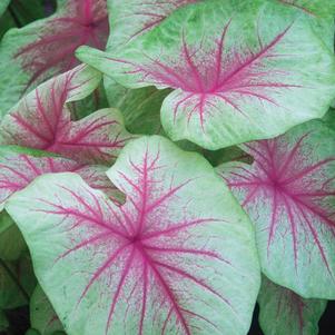 Caladium Mint Julep