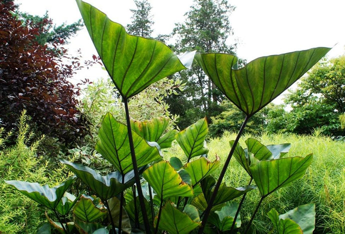 COLOCASIA ESCULENTA (ELEPHANT EAR) 'TEA CUP'