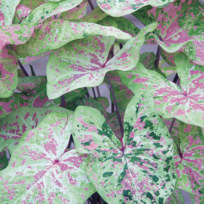 Caladium Seafoam Pink