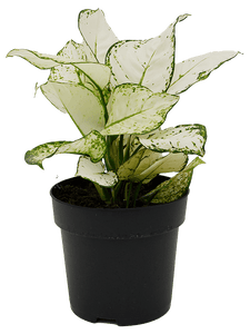 Aglaonema White Joy