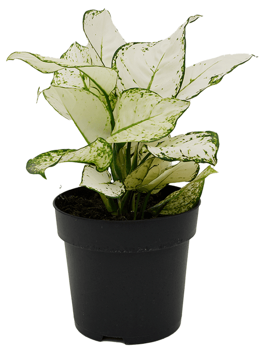 Aglaonema White Joy