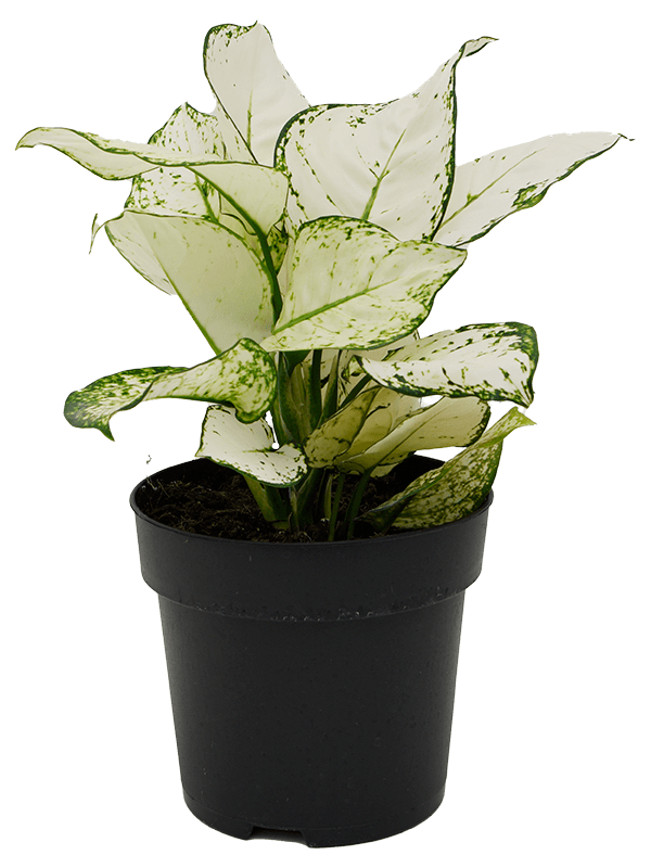 Aglaonema White Joy